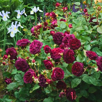 Роза Уильям Шекспир - Dolina-Sad.Ru