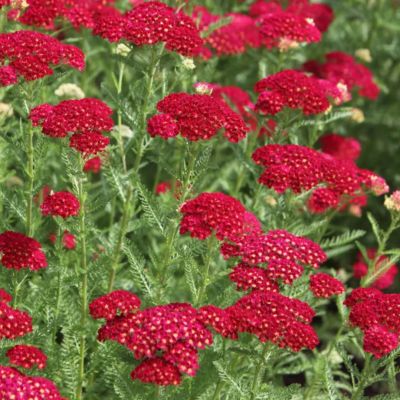 Тысячелистник Милли Рок Ред Тысячелистник Милли Рок Ред - Dolina-Sad.Ru