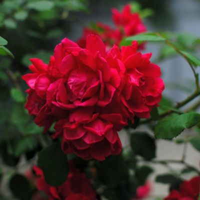 Роза Амадеус Роза Амадеус - Dolina-Sad.Ru