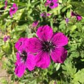 Герань Ред Адмирал Герань Ред Адмирал - Dolina-Sad.Ru