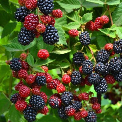 Ежевика Дирксен Торнлесс Ежевика Дирксен Торнлесс - Dolina-Sad.Ru