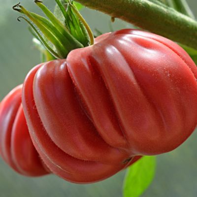 Томат Инжирный малиновый автор. Томат Инжирный малиновый автор. - Dolina-Sad.Ru