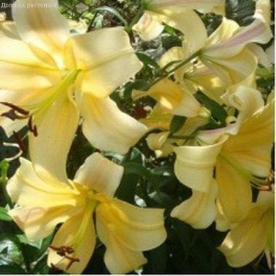 Лилия Орания Лилия Орания фото