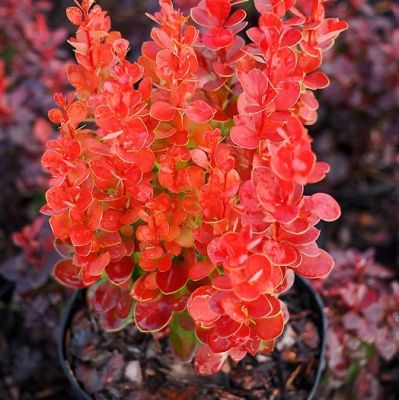 Барбарис Тунберга Вулкано Барбарис Тунберга Вулкано - Dolina-Sad.Ru