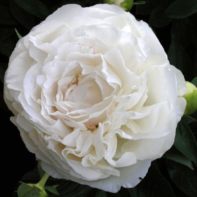 Пион Мазерс Чойс - Dolina-Sad.Ru