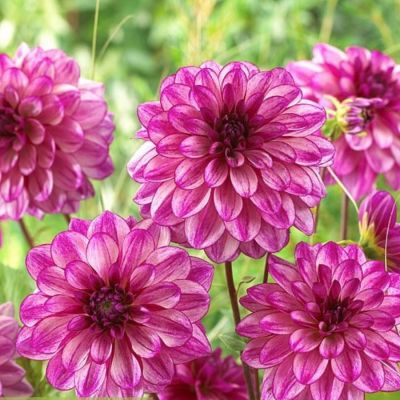 Георгина Седакшн Георгина Седакшн - Dolina-Sad.Ru