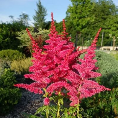 Астильба Юник Руби-Ред Астильба Юник Руби-Ред фото