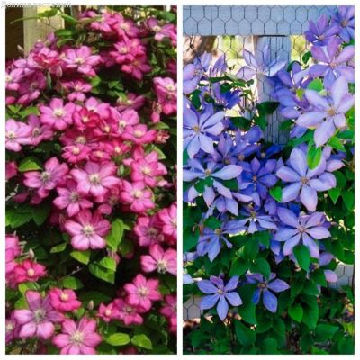 Набор клематисов Набор клематисов фото