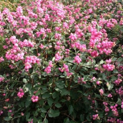 Снежноягодник доренбоза Мэджикал Пинк Карпет Снежноягодник доренбоза Мэджикал Пинк Карпет - Dolina-Sad.Ru