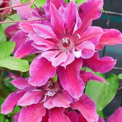 Клематис Май Бьюти Клематис Май Бьюти - Dolina-Sad.Ru