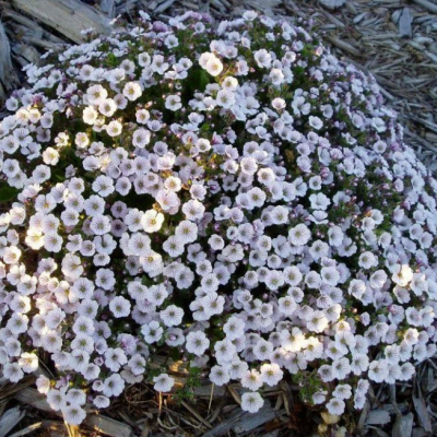 Гипсофила ясколковидная Пикси Сплаш Гипсофила ясколковидная Пикси Сплаш фото