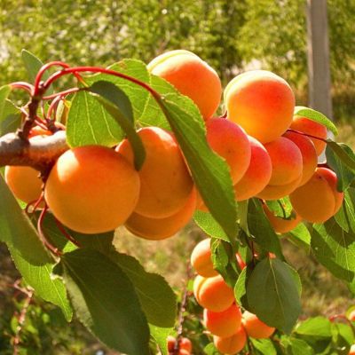 Абрикос Юбилейный Навои Абрикос Юбилейный Навои - Dolina-Sad.Ru