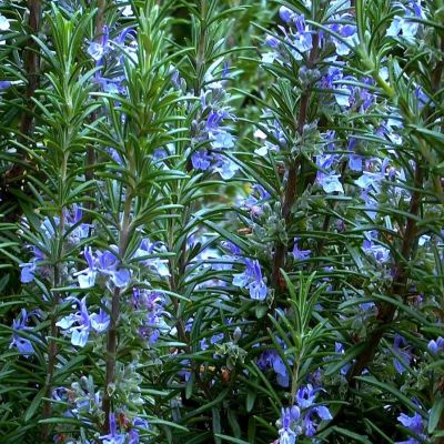 Розмарин Блю Винтер Розмарин Блю Винтер - Dolina-Sad.Ru