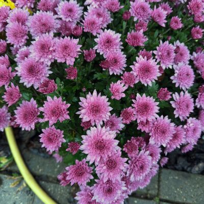 Хризантема мультифлора Пинк - Dolina-Sad.Ru