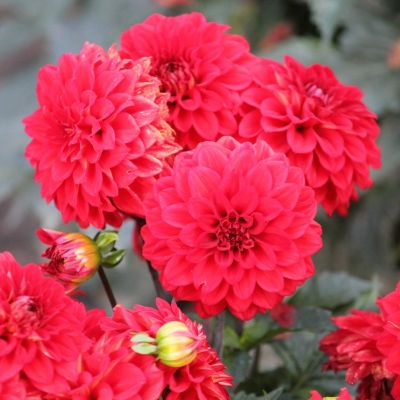 Георгина Мелоди Болеро - Dolina-Sad.Ru