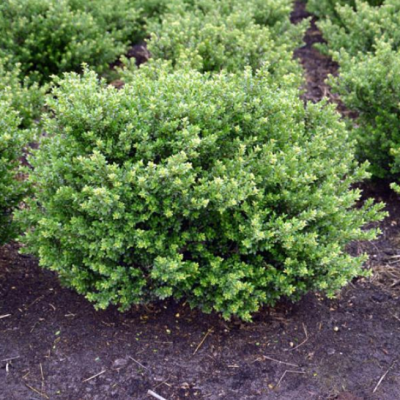 Падуб городчатый Глори Джем фото