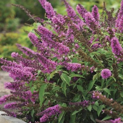 Буддлея Давида Тутти Фрутти Буддлея Давида Тутти Фрутти - Dolina-Sad.Ru