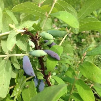 Жимолость Синяя птица Жимолость Синяя птица фото