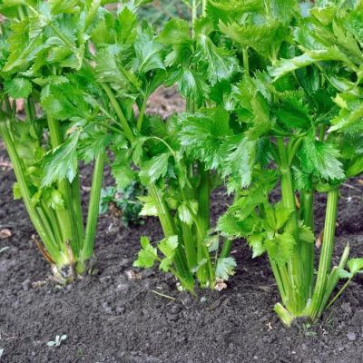 Сельдерей листовой Парус фото
