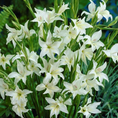 Гладиолус Альбус Гладиолус Альбус фото