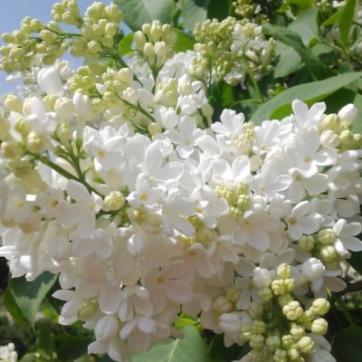 Сирень Экселлент Сирень Экселлент фото