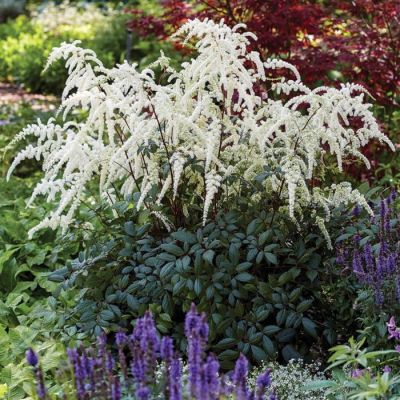 Астильба Моккачино Астильба Моккачино - Dolina-Sad.Ru