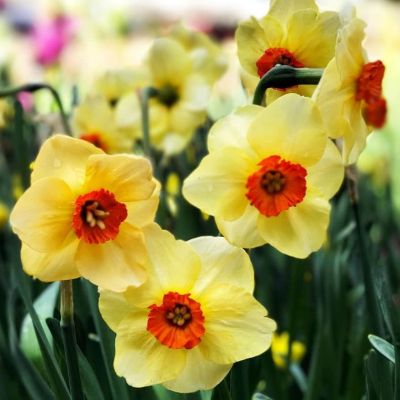 Нарцисс Альтруист Нарцисс Альтруист фото