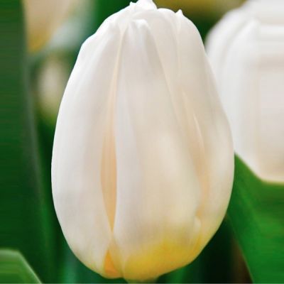 Тюльпан Уайт Флэг Тюльпан Уайт Флэг - Dolina-Sad.Ru