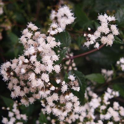 Посконник морщинистый Шоколад - Dolina-Sad.Ru