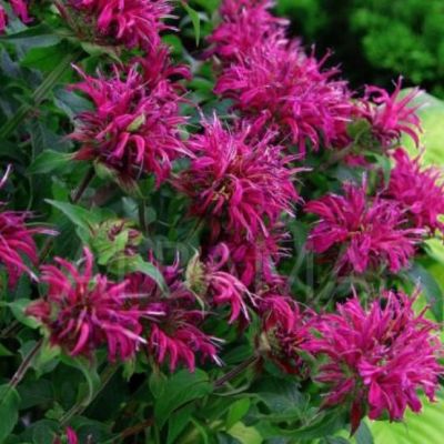 Монарда Би Тру , x Монарда Би Тру , x фото