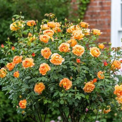 Роза Леди оф Шалот Роза Леди оф Шалот - Dolina-Sad.Ru