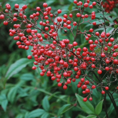 Нандина фото