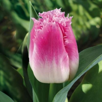 Тюльпан Вильемсурд Тюльпан Вильемсурд фото