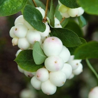 Снежноягодник Доренбоза Вайт Хедж фото