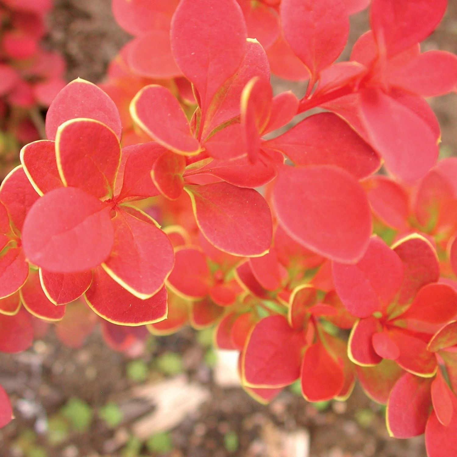 Барбарис Тунберга Вулкано Барбарис Тунберга Вулкано - Dolina-Sad.Ru