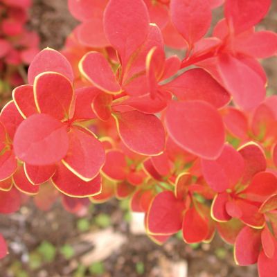 Барбарис Тунберга Вулкано Барбарис Тунберга Вулкано - Dolina-Sad.Ru