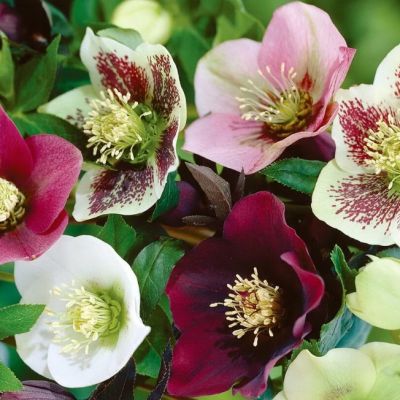 Микс Морозников фото