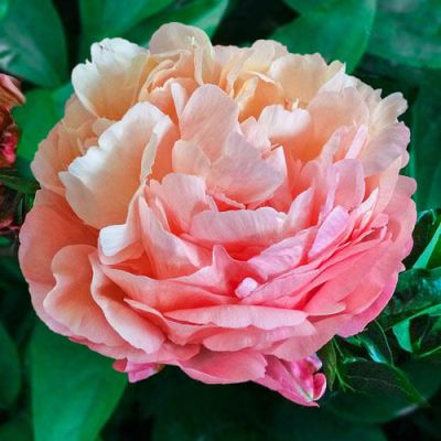 Пион Пинк Хавайан Корал Пион Пинк Хавайан Корал фото