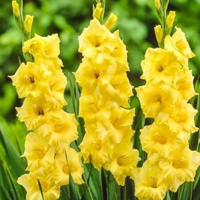 Гладиолус Лемон Дроп Гладиолус Лемон Дроп - Dolina-Sad.Ru
