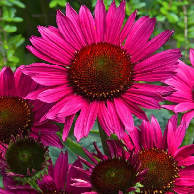 Эхинацея пурпурная Винтаж Вайн Эхинацея пурпурная Винтаж Вайн - Dolina-Sad.Ru