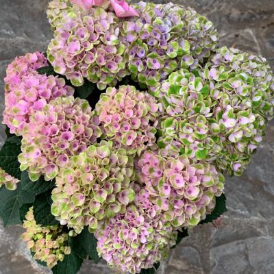 Гортензия крупнолистная Аметист - Dolina-Sad.Ru