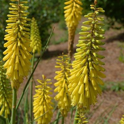 Книфофия Министр Вершуур - Dolina-Sad.Ru