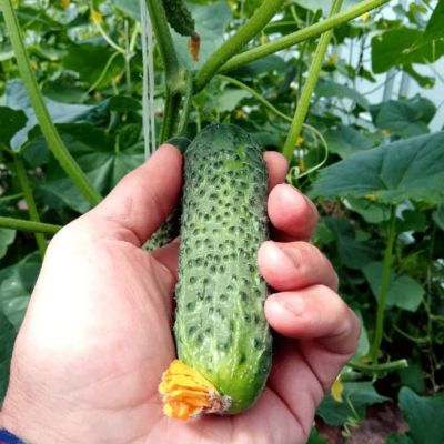 Огурец Новатор F1 (А) Огурец Новатор F1 (А) фото