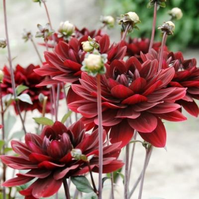 Георгина Афтер Даск Георгина Афтер Даск фото