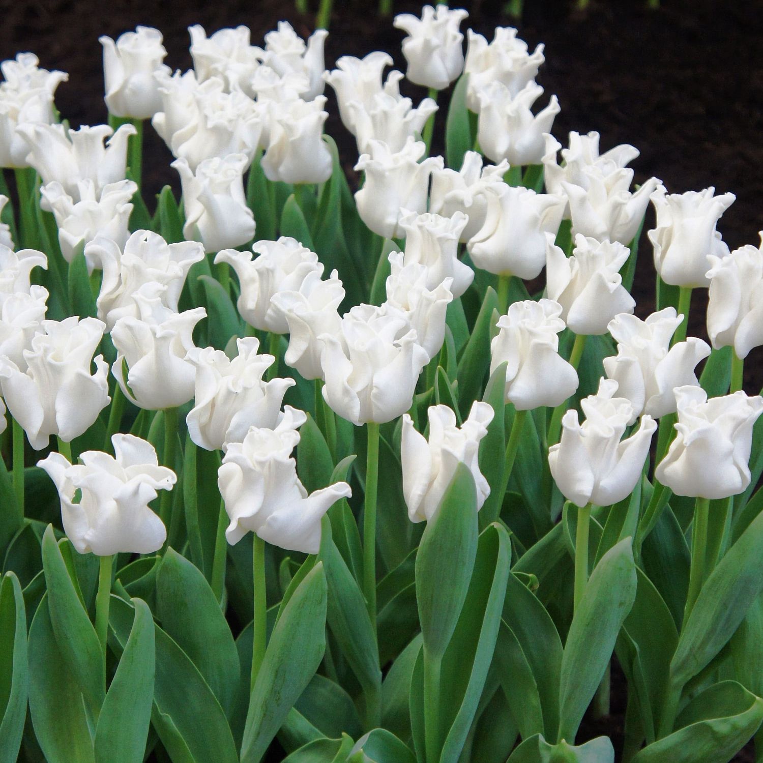 Тюльпан Уайт Либерстар Тюльпан Уайт Либерстар фото