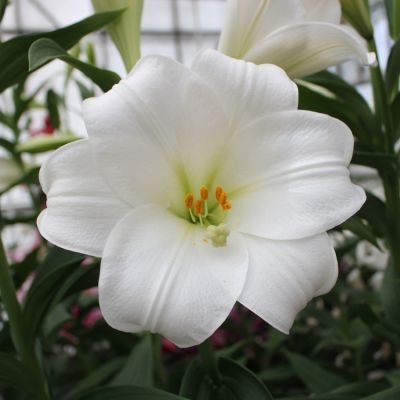 Лилия Вотч Ап Лилия Вотч Ап - Dolina-Sad.Ru