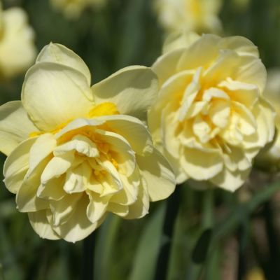 Нарцисс Манли Нарцисс Манли - Dolina-Sad.Ru