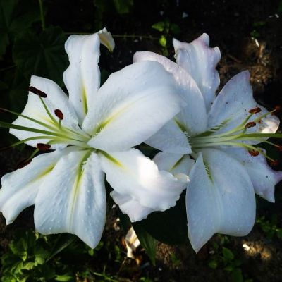 Лилия Экспрешн (в горшке) Лилия Экспрешн (в горшке) фото