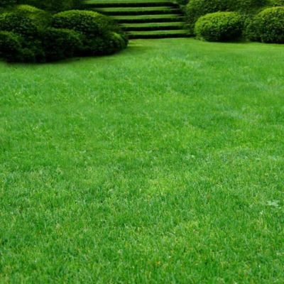 Газонная трава Парк Север, 500 гр Газонная трава Парк Север, 500 гр - Dolina-Sad.Ru