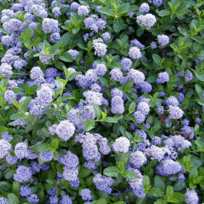 Цеанотус Глория Де Версаль Цеанотус Глория Де Версаль фото